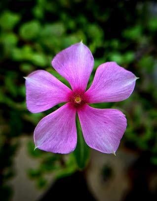 Phlox rose utilisé dans l'univers Jazz des Cinq Continents