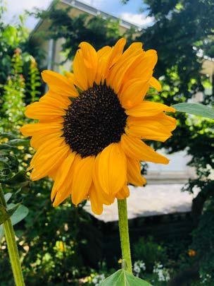 Tournesol utilisé dans l'univers Jazz des Cinq Continents