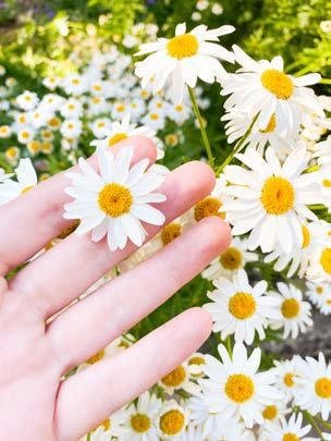 Marguerites utilisées dans l'univers Jazz des Cinq Continents